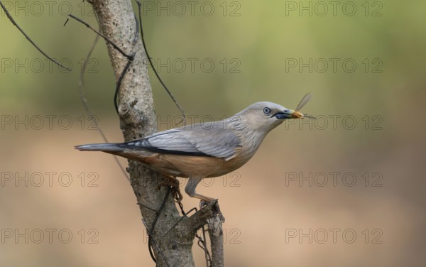 Chestnut-tailed Starling (Sturnia malabarica) with captured insect prey, Sreepur, Gazipur, Bangladesh