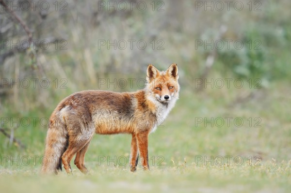 Red fox (Vulpes vulpes), North Holland, Netherlands