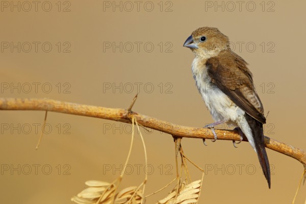 African silverbill, silver beak, silver pheasant, trusting bird, ornamental bird in Europe, family of finches, (Euodice), (Lonchura cantans), perching site, Ayn Tobroq and Ayn Athum junction, Salalah, Dhofar, Oman
