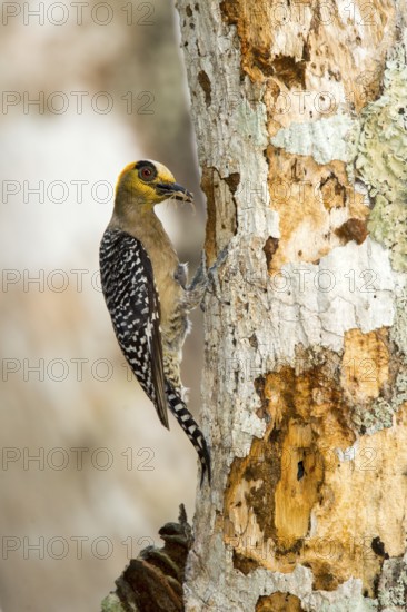 Golden-cheeked Woodpecker Melanerpes chrysogenys El Tuito, Jalisco, Mexico 10 June Adult Female with spider in bill at nest hole. Picidae