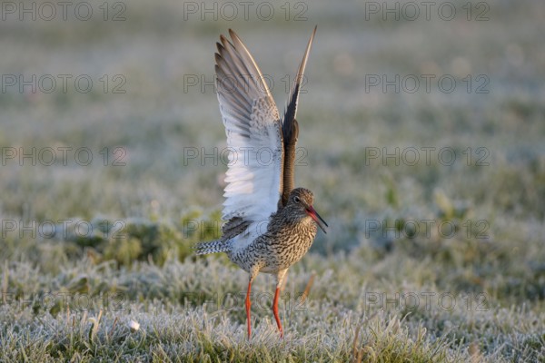 Rotschenkel (Tringa totanus), Redshank, balzendes Maennchen, mit Rauhreif, morgens, April, Insel Texel, Nordholland, Nordsee, Niederlande