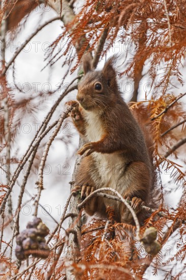 Eurasian red squirrel (Sciurus vulgaris) on a branch, wildlife, Germany
