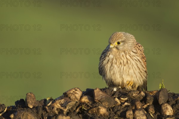 Common kestrel (Falco tinnunculus) adult falcon bird of prey on a farm waste heap from a sugar beet clamp, England, United Kingdom