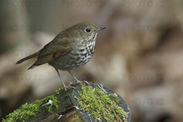 Hermit Thrush (Catharus guttatus), British Columbia, Canada