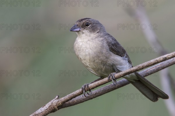 Pileated Finch (Coryphospingus pileatus) perched on a branch in the Atlantic rainforest of southeast Brazil