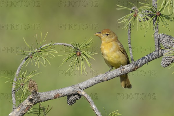 Summer Tanager (Piranga rubra) female perched on a branch, Texas, USA