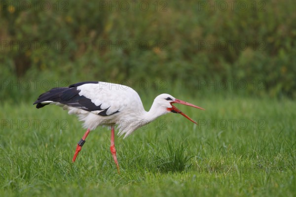 White Stork (Ciconia ciconia) female, North Rhine-Westphalia, Germany