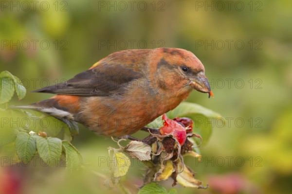 Common Crossbill - Fichtenkreuzschnabel - Loxia curvirostra ssp. curvirostra, Germany, adult male, Type C 'Glip Crossbill'