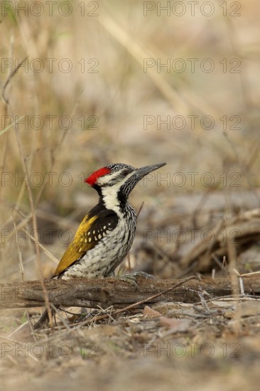 Black-rumped Flameback (Dinopium benghalense) male, Rajasthan, India