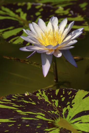 Tropical water lily (Nymphaea), Rhonda Kay, flowering, North Rhine-Westphalia, Germany