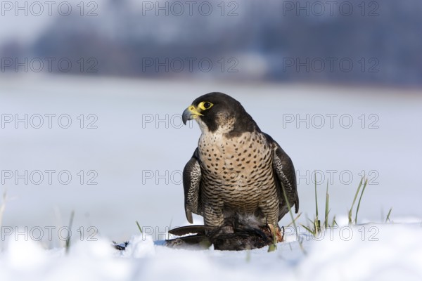 Peregrine Falcon (Falco peregrinus) captive, with prey, Saxony, Germany