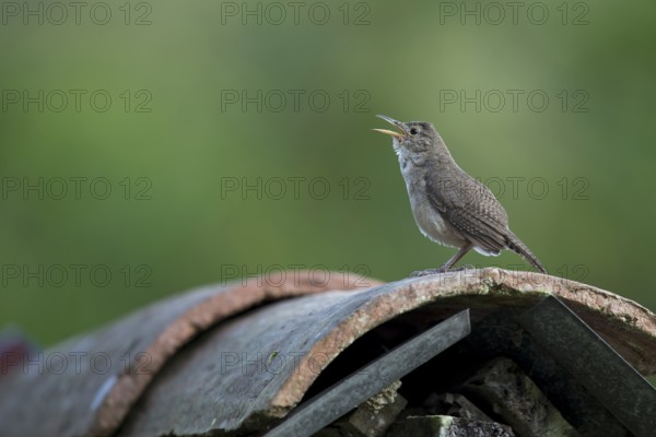 House Wren (Troglodytes aedon musculus) male singing, Risaralda, Colombia