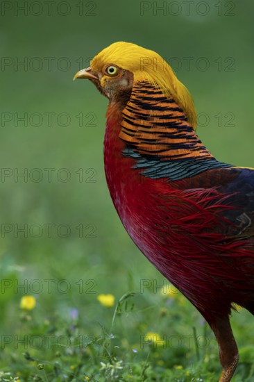 Golden Pheasant (Chrysolophus pictus) male perched on the ground, Shanxi, China