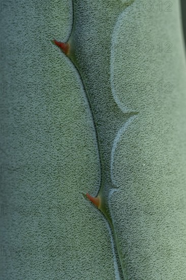 Macro shot of an agave plant showcasing its unique texture and structure, highlighting the intricate details of the leaves. Perfect for botanical and nature-themed designs