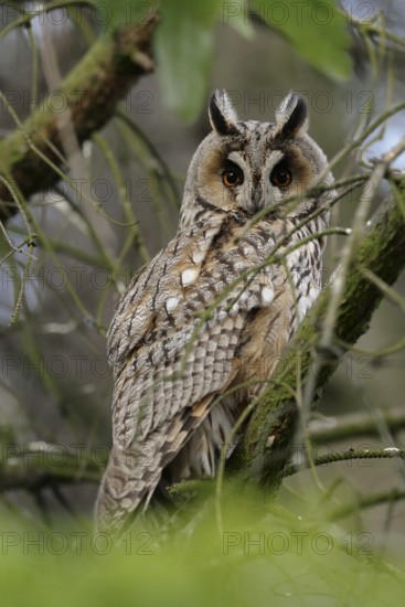 Long-eared Owl (Asio otus), North Rhine-Westphalia, Germany