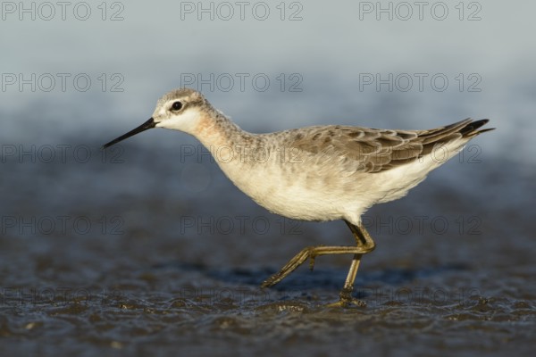 Wilson's Phalarope (Phalaropus tricolor), Texas, USA