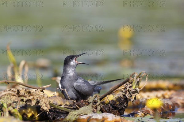 Black Tern (Chlidonias niger) calling, Mecklenburg-Western Pomerania, Germany