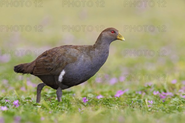 Tasmanian Nativehen (Tribonyx mortierii), Tasmania, Australia