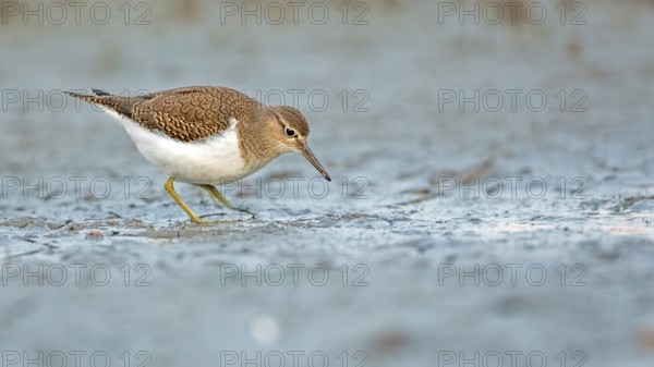 Common Sandpiper (Actitis hypoleucos) foraging, Mecklenburg-Western Pomerania, Germany