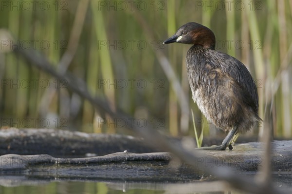 Little Grebe (Tachybaptus ruficollis) juvenile, Saxony, Germany