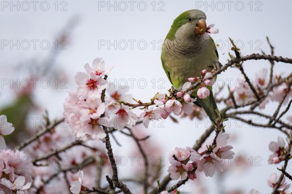 A green parrot perches amidst delicate pink almond blossoms, creating a scene that embodies the beauty of spring in the Quinta de los Molinos park. The soft light enhances the tranquil atmosphere