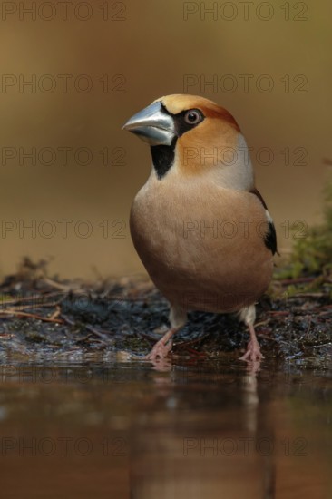 Hawfinch (Coccothraustes coccothraustes) male, Utrecht, Netherlands