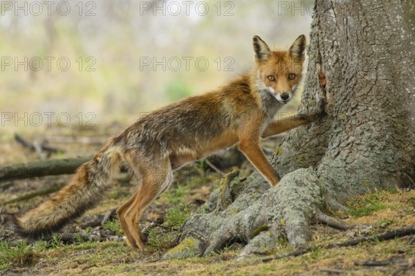 Attentive fox (Vulpes vulpes) on a tree, Zandvoort, Netherlands