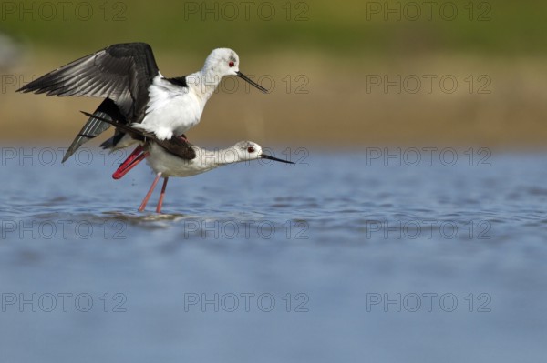 Black-winged Stilt (Himantopus himantopus) pair mating, Seville, Spain