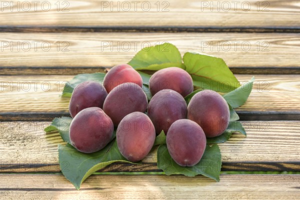 Apricot (Prunus armeniaca 'Jengat'), Merkel family, Austria