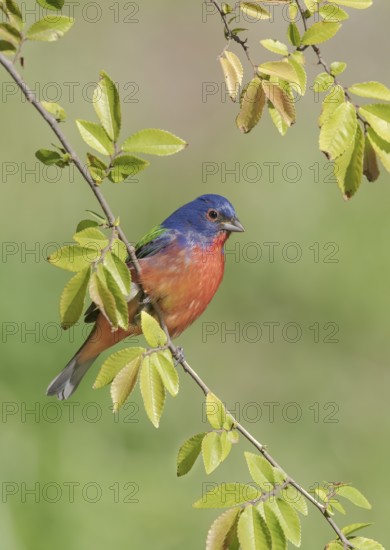 Painted Bunting (Passerina ciris) male perched on a branch, Texas, USA