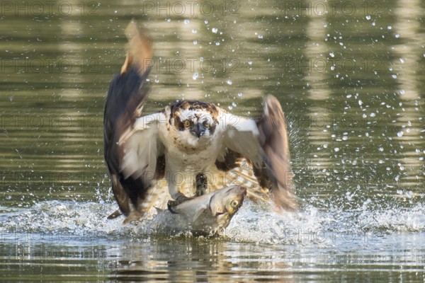Western Osprey (Pandion haliaetus) flying with fish prey in its claws, Mecklenburg-Western Pomerania, Germany