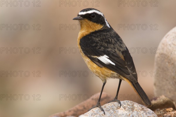 Moussier's Redstart (Phoenicurus moussieri) male, Morocco