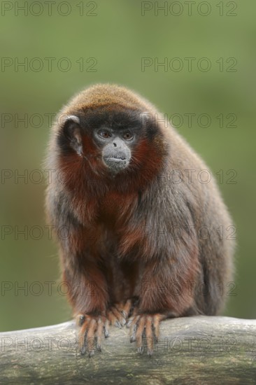 Red jumping monkey or red titi (Plecturocebus cupreus, Callicebus cupreus), captive, occurring in Brazil and Peru