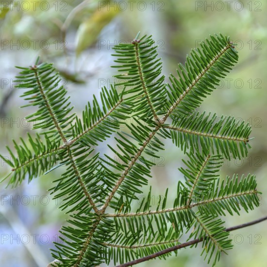 Nikko fir (Abies homolepis), viewing garden at the University of Applied Sciences W, Japan