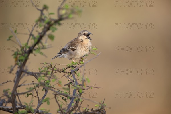 Donaldson Smith's Sparrow-Weaver (Plocepasser donaldsoni) singing, Megalo Plains, Ethiopia
