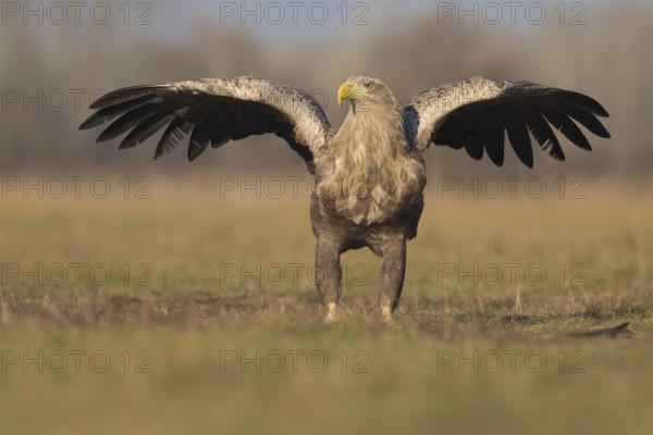 White-tailed Eagle (Haliaeetus albicilla) landing, Subotica, Hungary