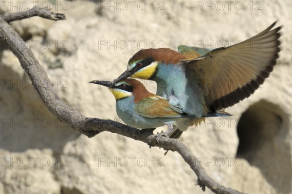 European Bee-eater (Merops apiaster), Austria