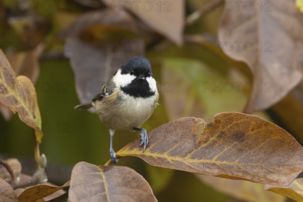 Coal tit (Periparus ater) adult garden bird in a Magnolia tree with autumn colour leaves, England, United Kingdom