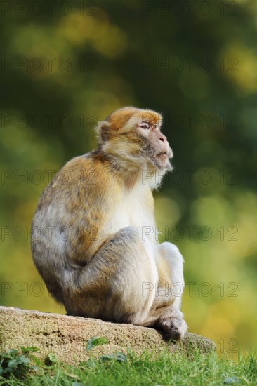 Barbary macaque or magot (Macaca sylvanus), captive, occurring in Morocco