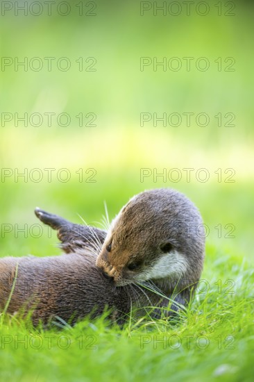Eurasian otter (Lutra lutra) on a meadow, Hesse, Germany