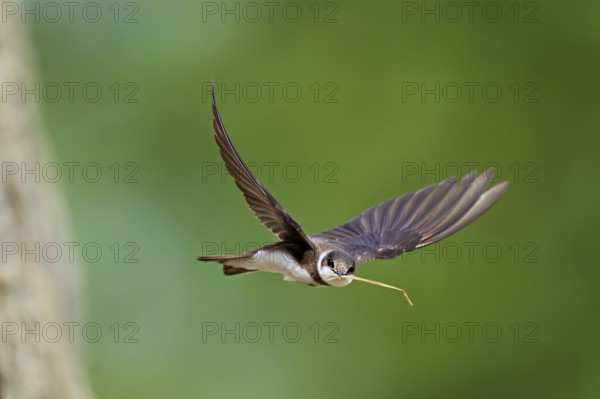 Sand martin (Riparia riparia), in flight with nesting material in its beak, Reussegg nature reserve, Canton Aargau, Switzerland