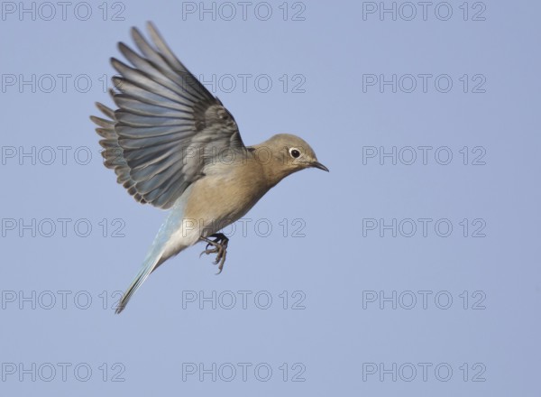 Mountain Bluebird (Sialia currucoides) flying, New Mexico, USA