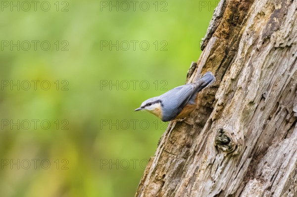 Eurasian nuthatch (Sitta europaea) sitting on an old wrotten tree trunk at a swamp, Bavaria, Germany