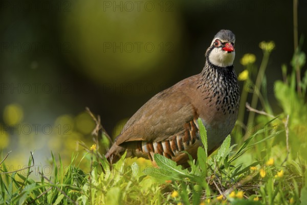 A red-legged partridge stands gracefully amidst vibrant green foliage and yellow wildflowers Its distinctive red beak and legs contrast with its subtle plumage