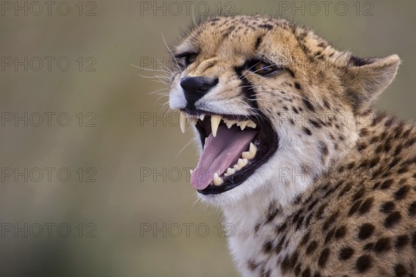 Cheetah (Acinonyx jubatus) captive, female hissing, Castile-La Mancha, Spain