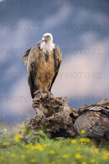 Griffon Vulture (Gyps fulvus) sitting on a flowering meadow in autumn, Pyrenees, Catalonia, Spain