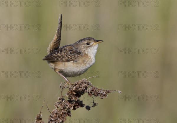 Sedge Wren (Cistothorus platensis), North Dakota, USA