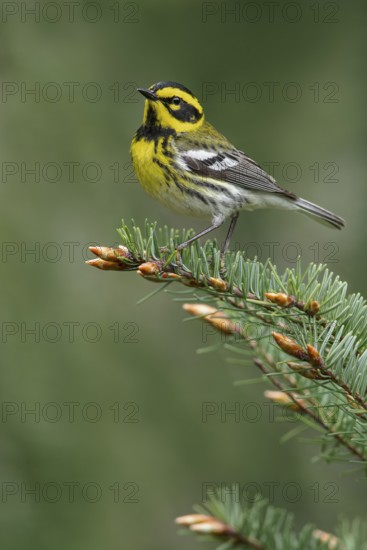 Townsend's Warbler (Dendroica townsendi) perched on a branch in Victoria, BC, Canada