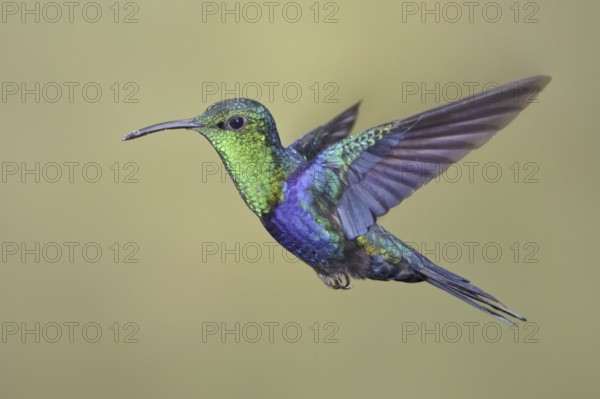 Fork-tailed Woodnymph (Thalurania furcata), Ecuador