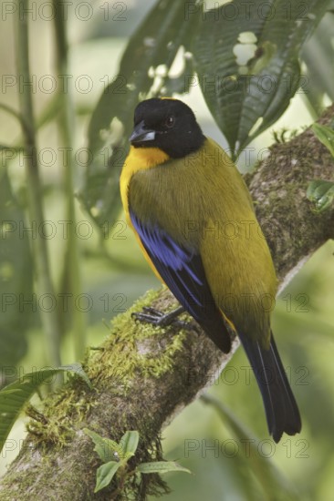 Black-chinned Mountain Tanager (Anisognathus notabilis), Ecuador